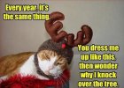 b29e8b5e204d33c73bf7170ca50eb66d--christmas-kitty-christmas-trees.jpg