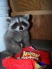 babyraccooncrackers.jpg