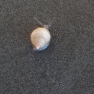 Roach